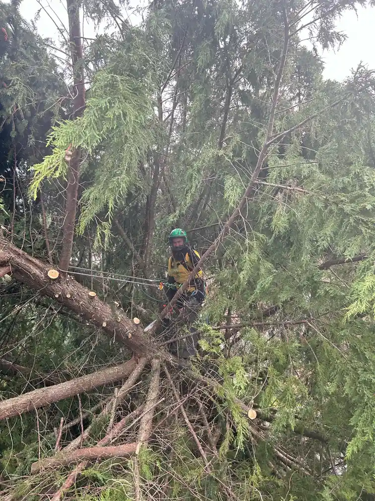 Brett delimbing a downed tree