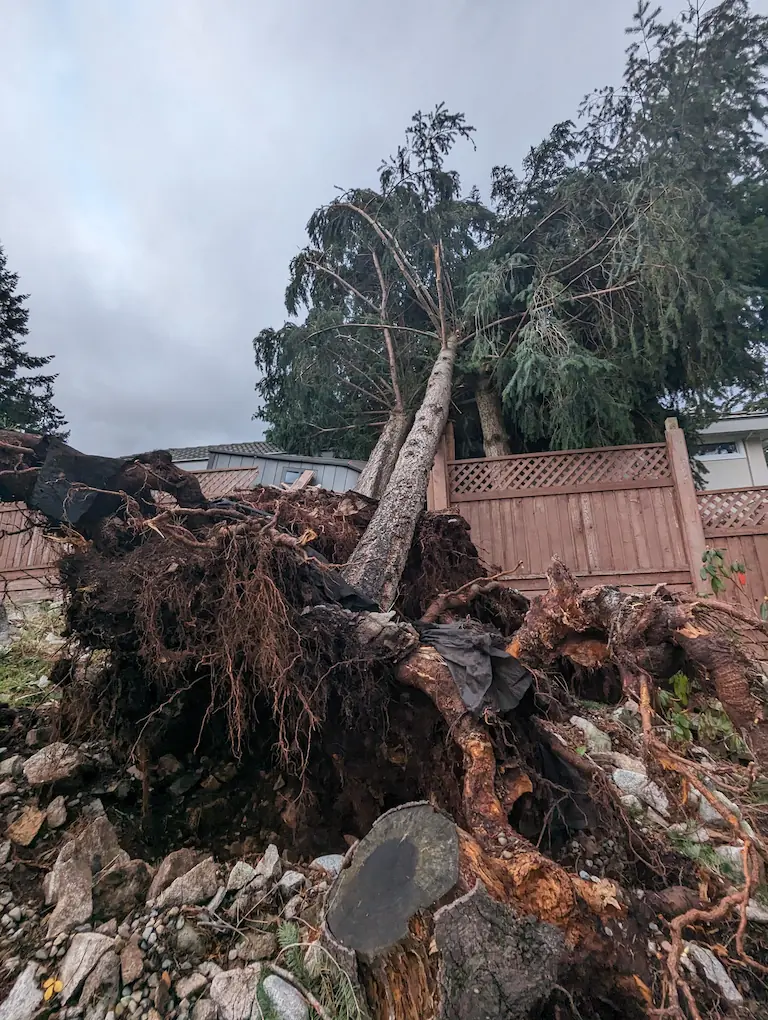 HWTC emergency tree service nanainmo tree fallen in yard