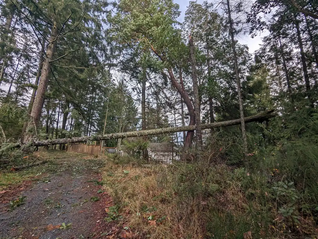 HWTC emergency tree service tree fallen across pathway