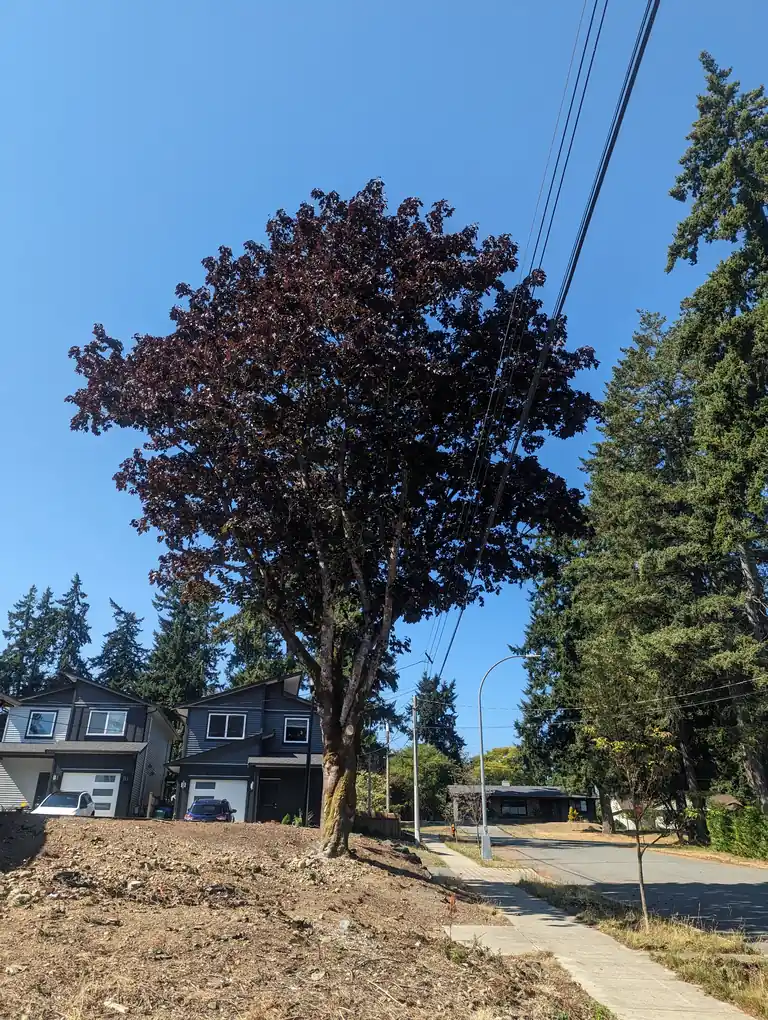 Nanaimo tree pruning close to power lines