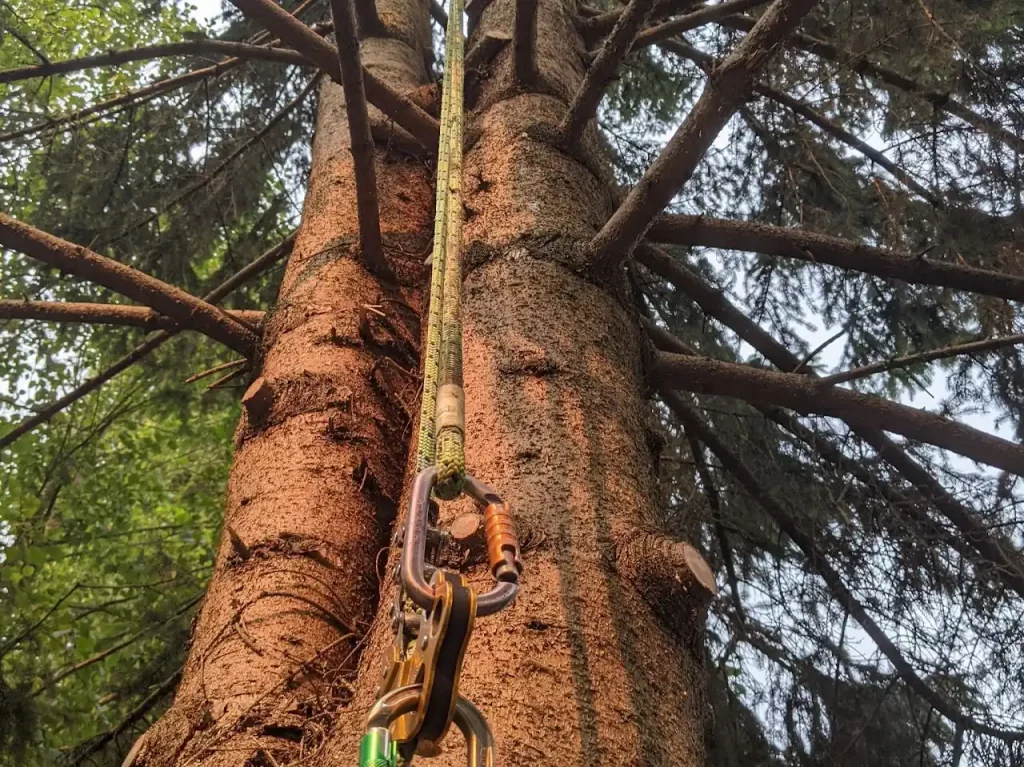 Tree pruning services nanaimo banner