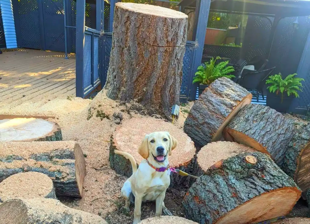 image of Holly Wood Tree Co's dog Holly in front of a tree removal