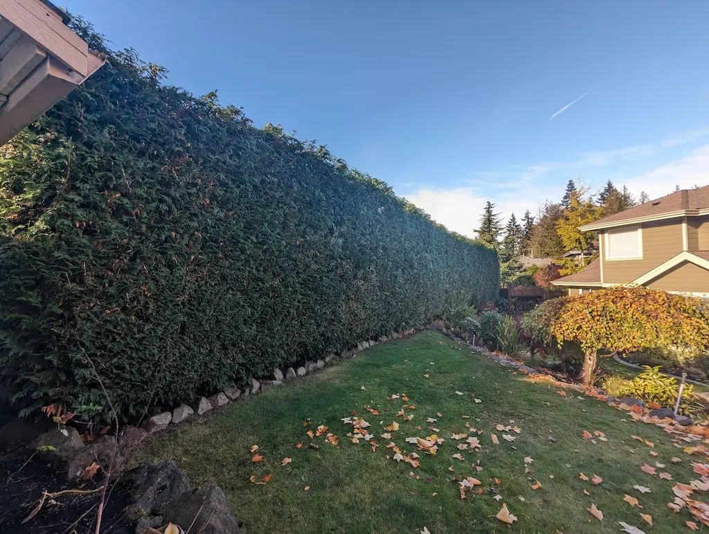 nanaimo hedge trimming 2