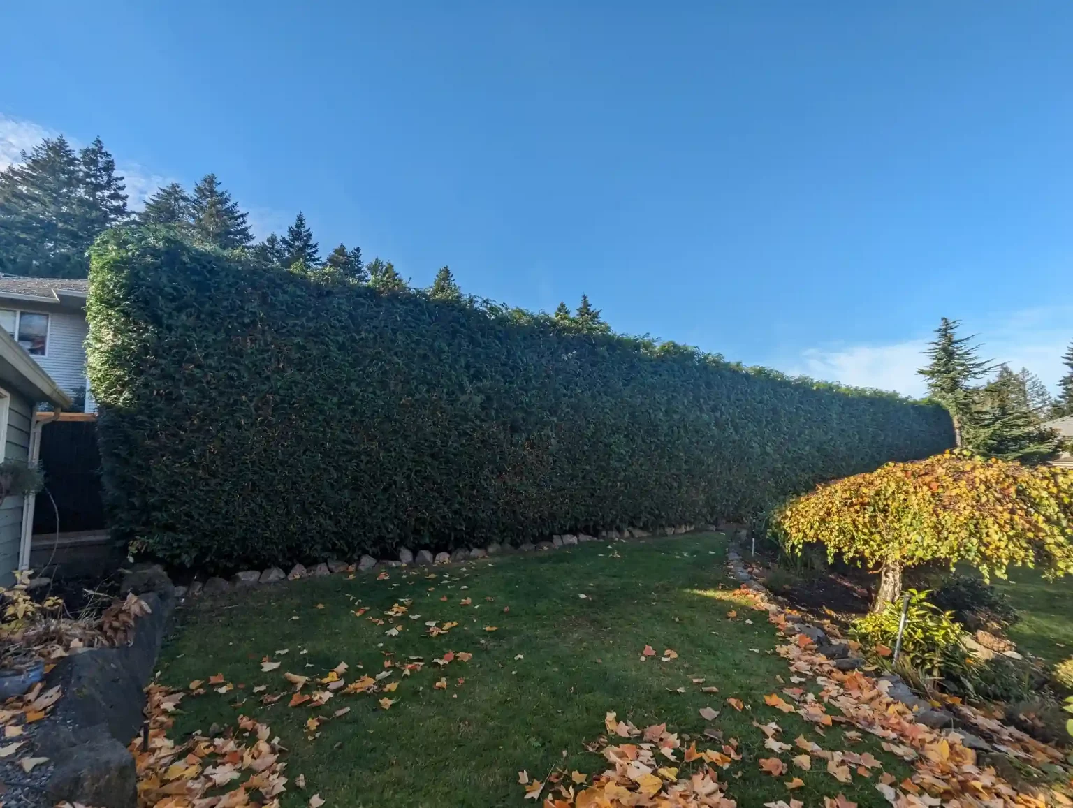 nanaimo hedge trimming 3
