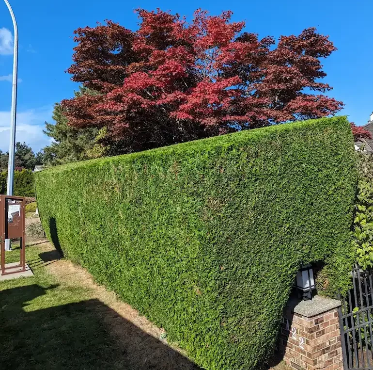 nanaimo hedge trimming 3 shaping