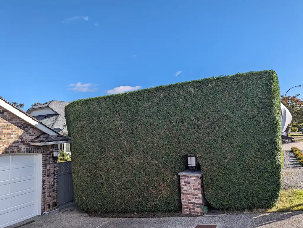 nanaimo hedge trimming 4 shaping