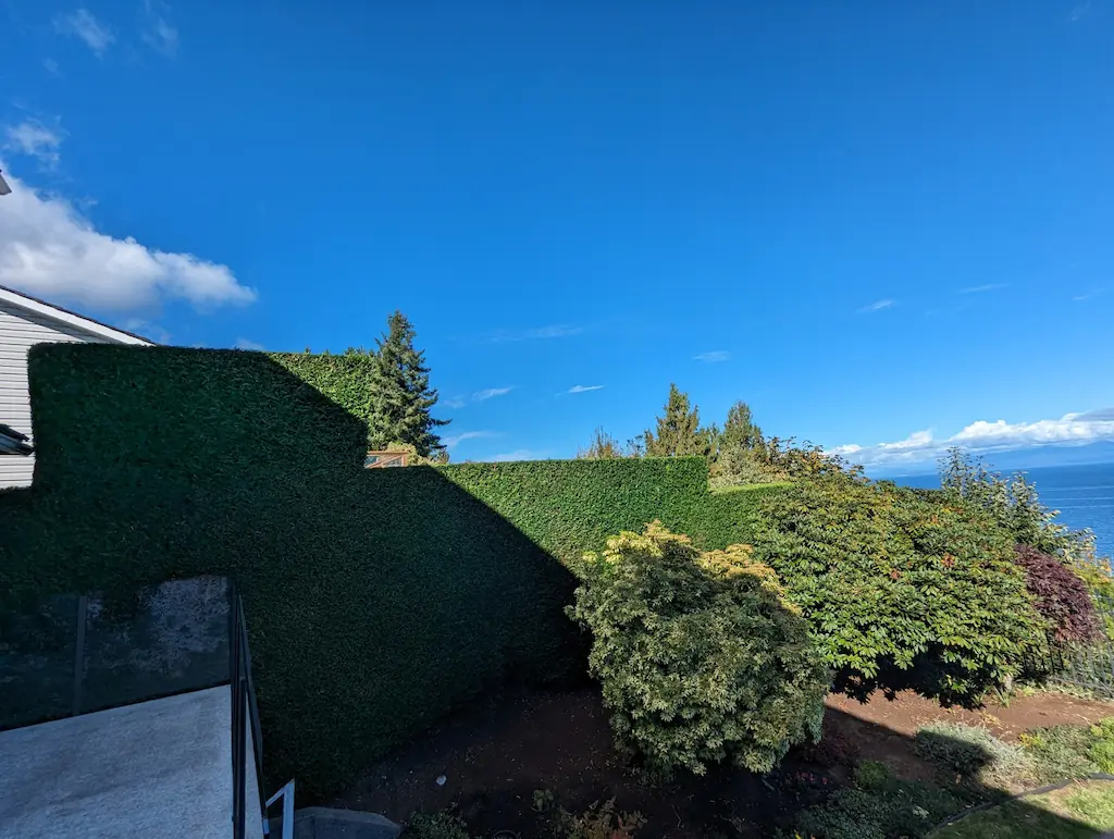 nanaimo hedge trimming 6