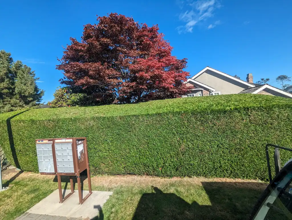 nanaimo hedge trimming 7