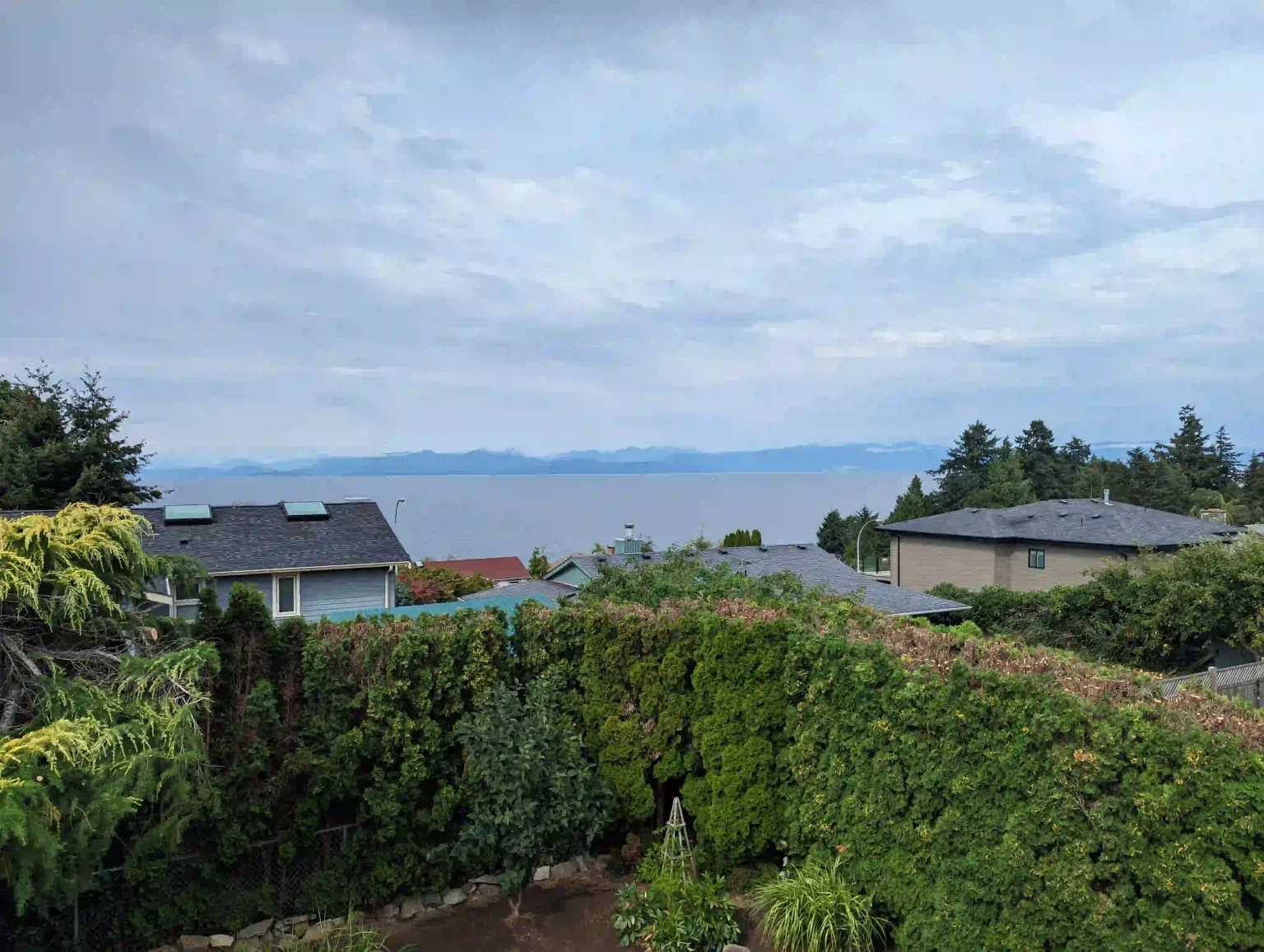 after photo of a dover bay tree and hedge that have been trimmed shaped and reduced and are no longer blocking the view of the ocean