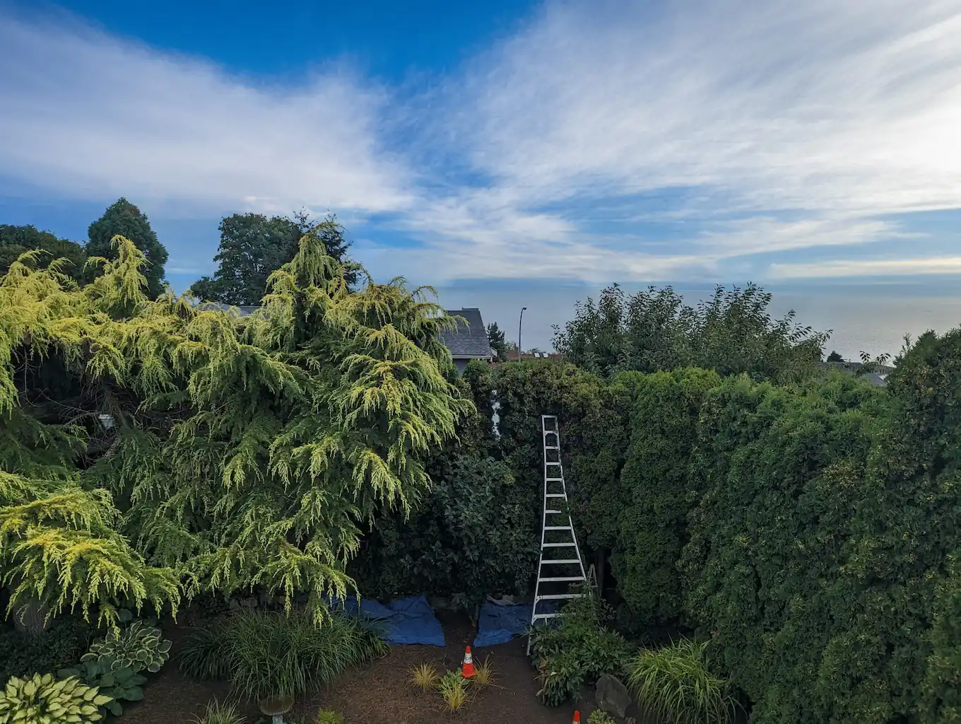 before photo of a dover bay tree and hedge blocking the view of the ocean