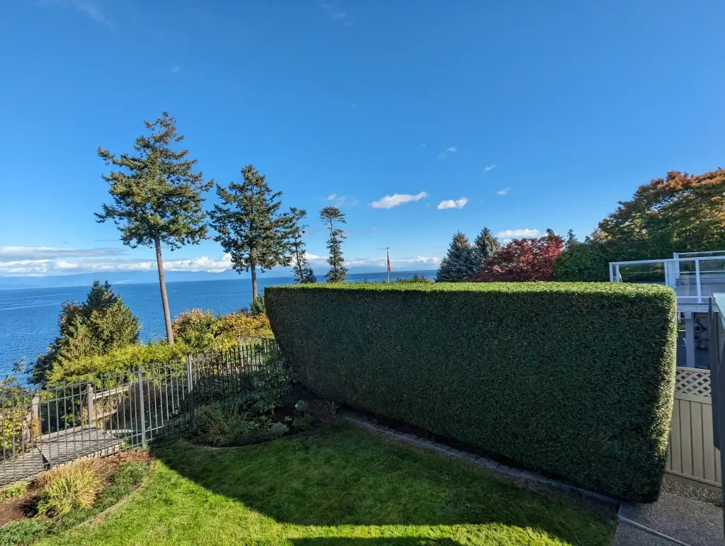 nanaimo hedge trimming dover bay 1