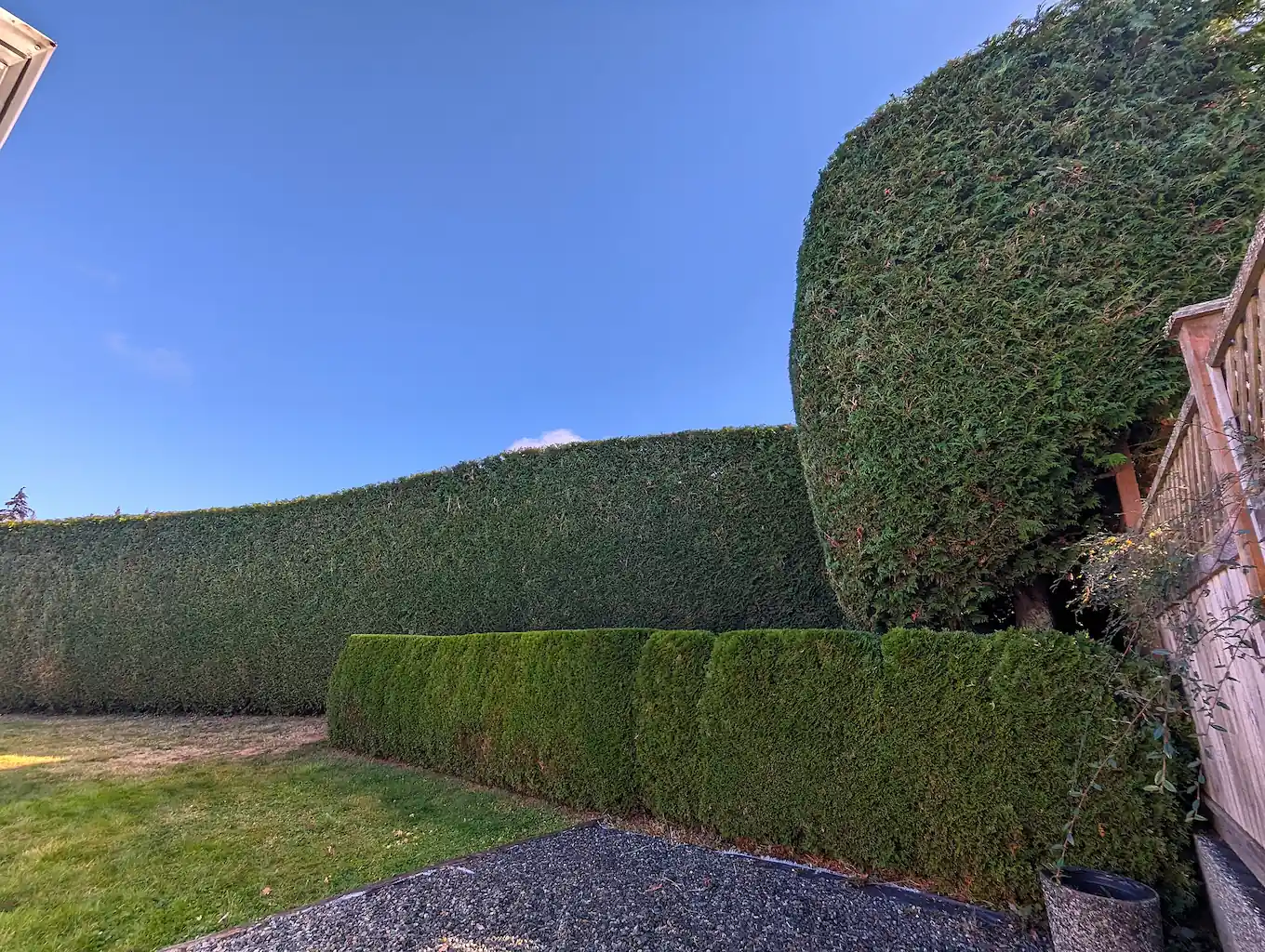 nanaimo hedge trimming hero edit