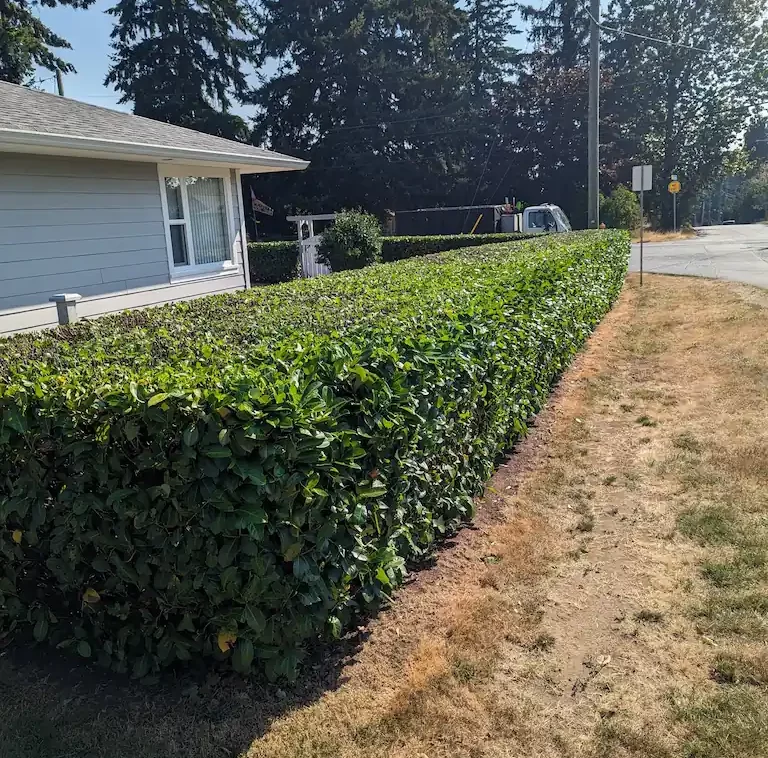 nanaimo hedge trimming shaping and reduction view enhancement
