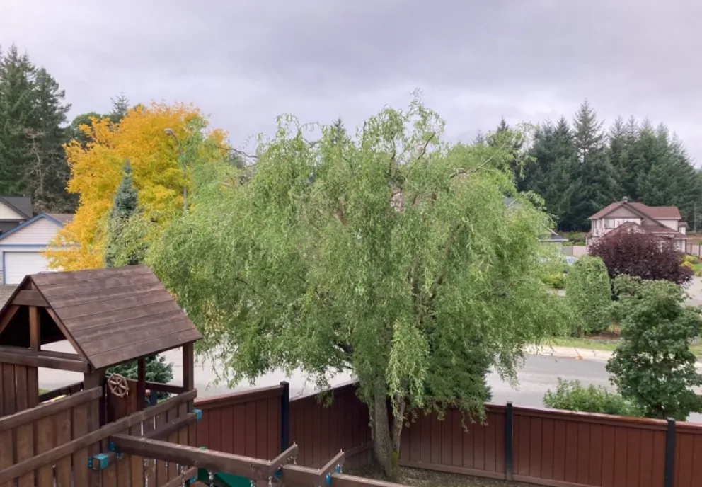 nanaimo tree pruning after