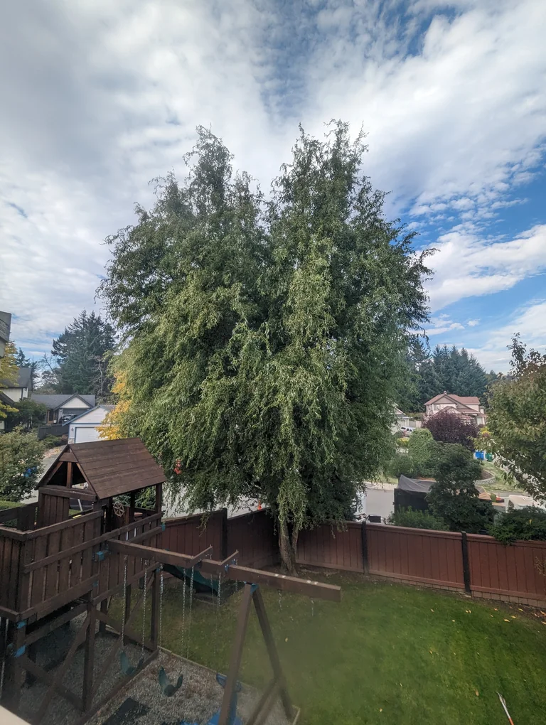 nanaimo tree pruning before