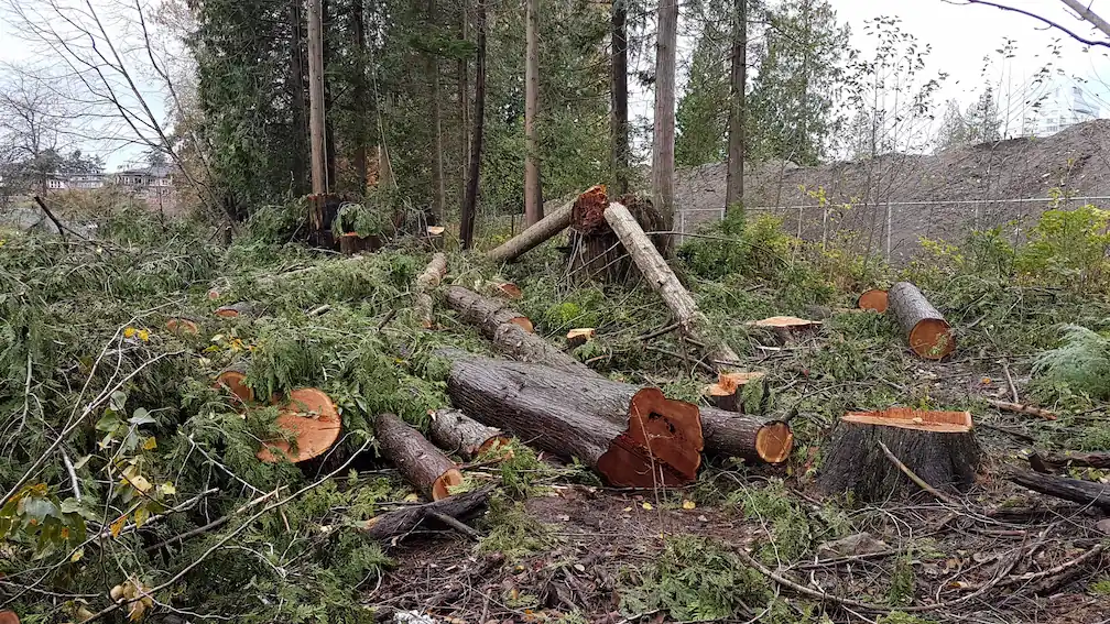 nanaimo tree removal clearing a field