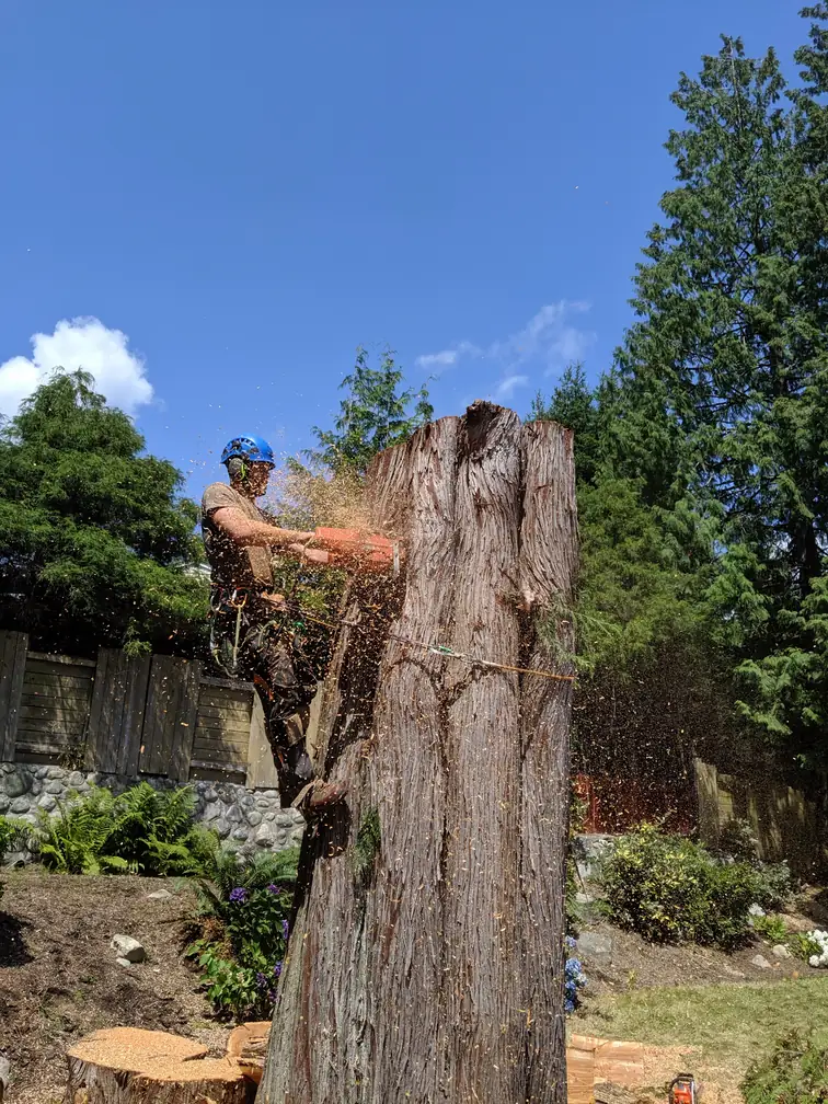 nanaimo tree removal cutting trunk