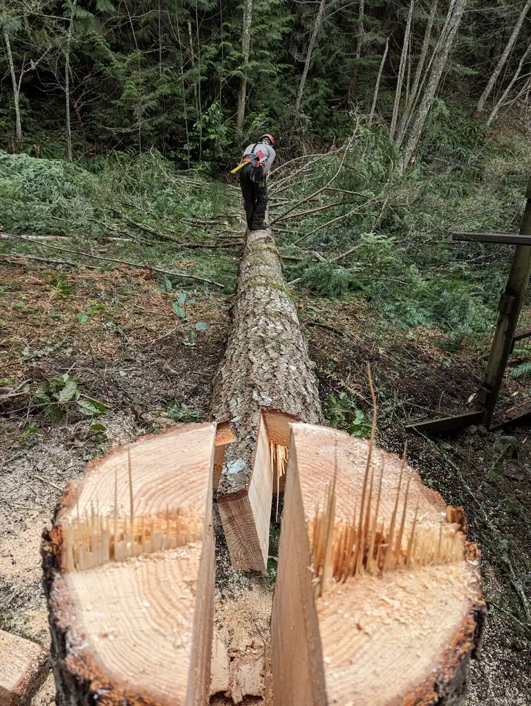 Accurately felling a tree with a keyhole notch
