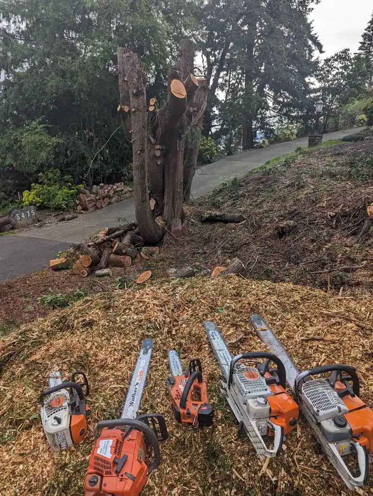 nanaimo tree removal removing sprawling tree