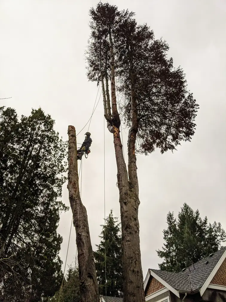 nanaimo tree removal topping tree