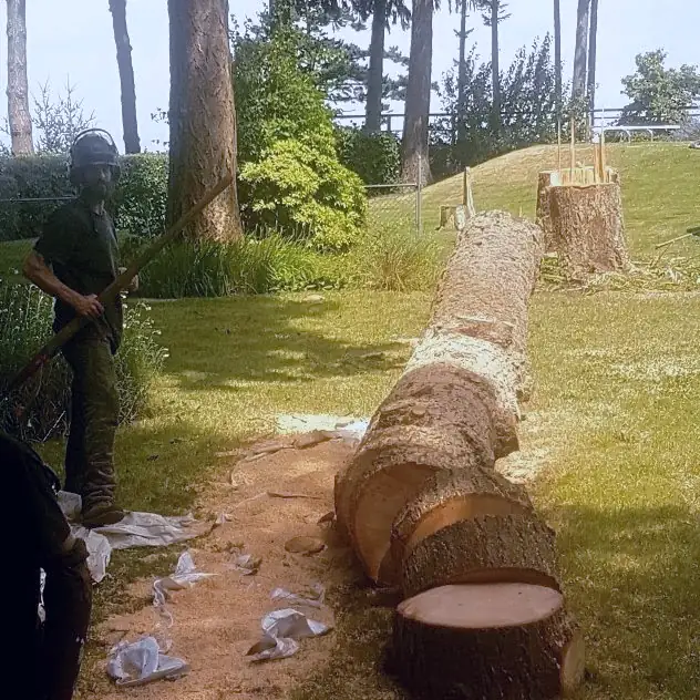 nanaimo tree removal tree bucking downed tree