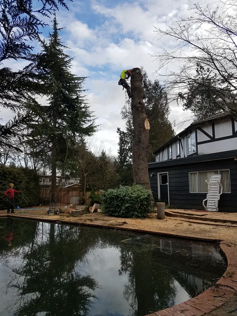 nanaimo tree removal tree close to house