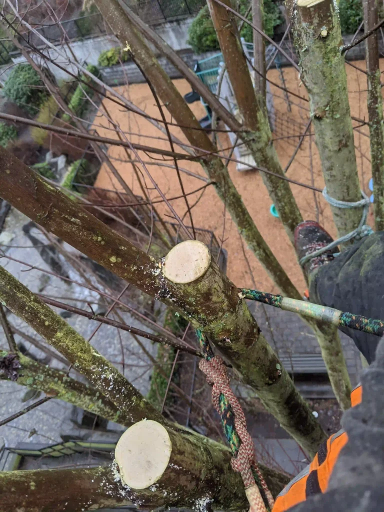 nanaimo tree trimming trimming top branches