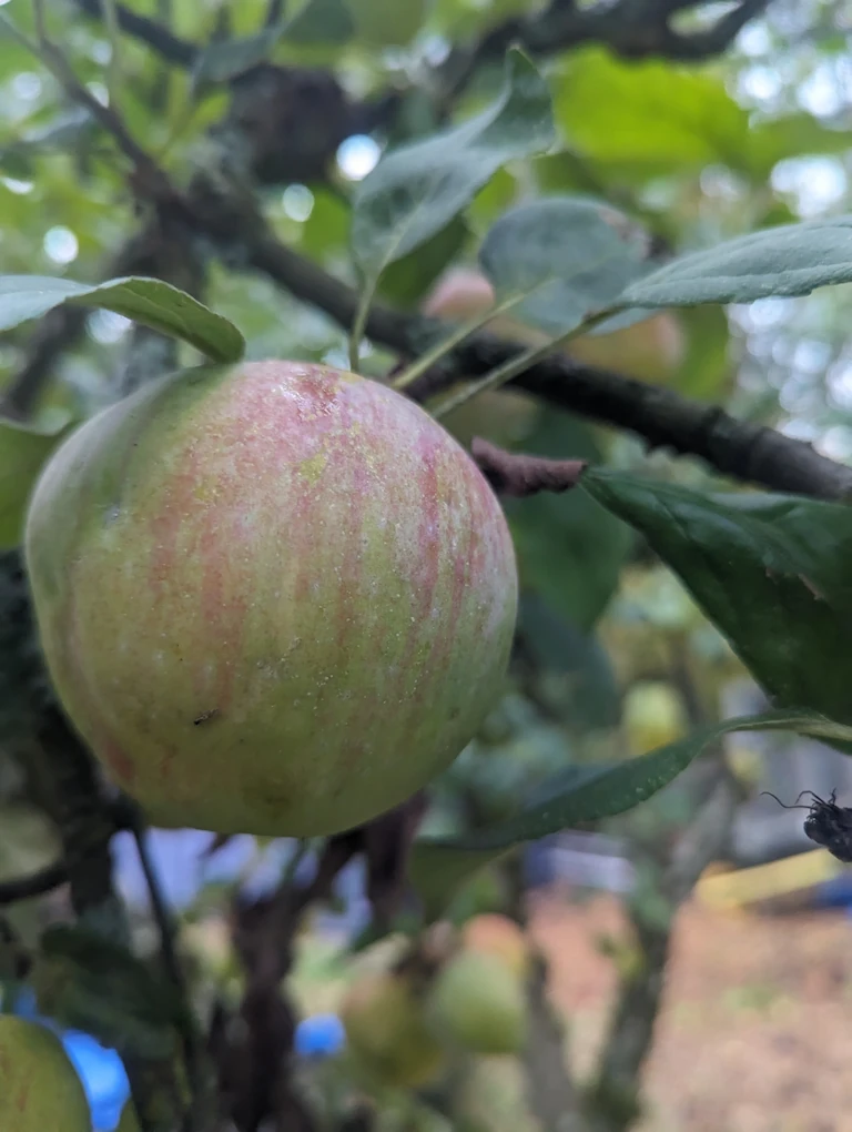 Pruning an apple tree to get higher fruit yield