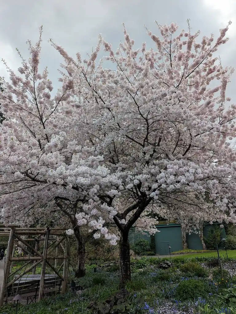 Cherry Tree Trimming Example