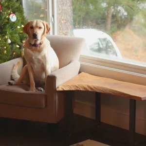 Superstar Holly posing with a live edge coffee table