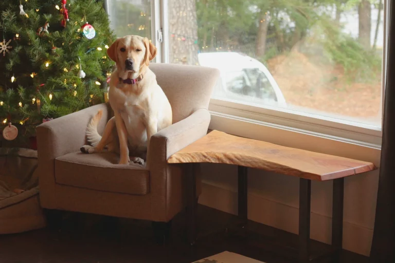 Superstar Holly posing with a live edge coffee table