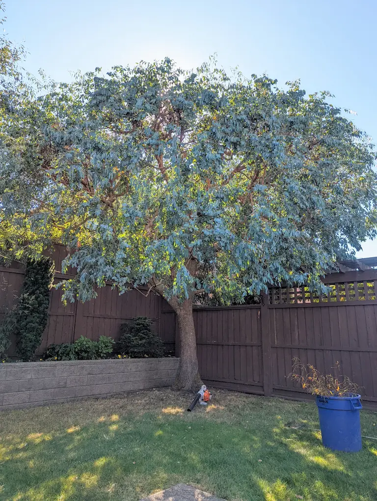 Eucalyptus Tree Trimming Example