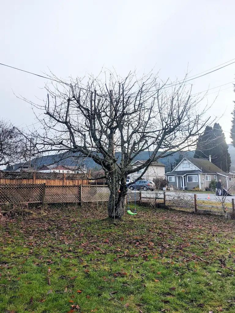 Tree Trimming Example