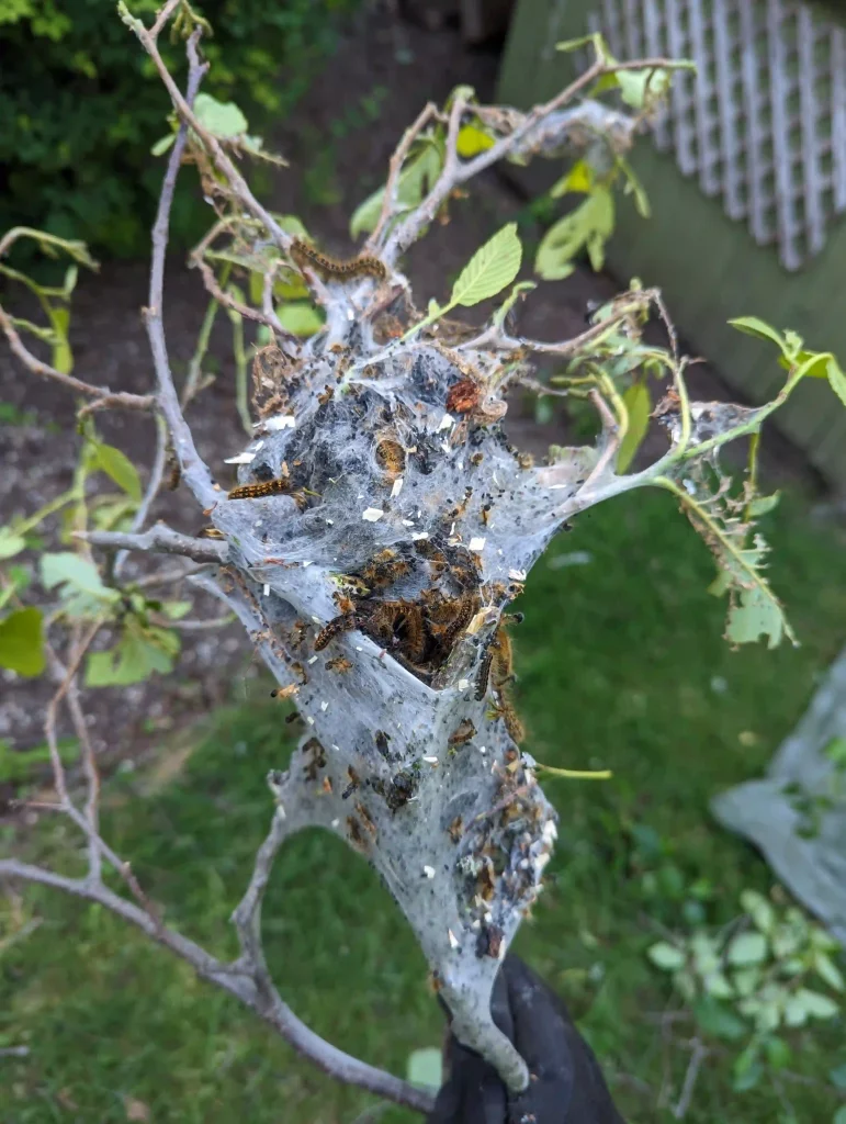 Removing Tent Caterpillars