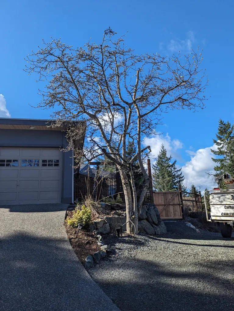 Tree Trimming Example